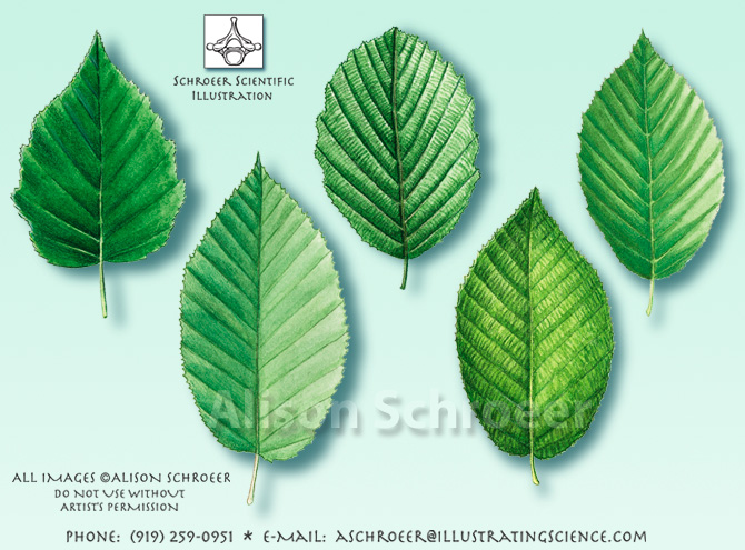 common leaves