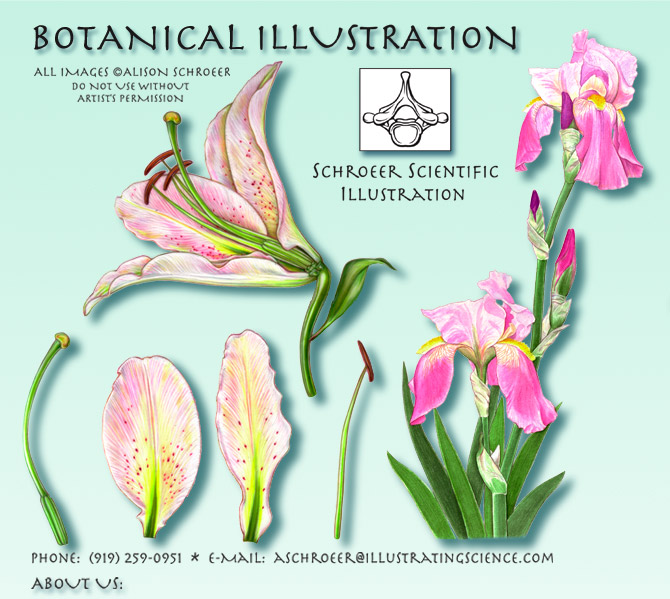 Homepage-Schroeer-Scientific-Illustration-lily-iris-illustration