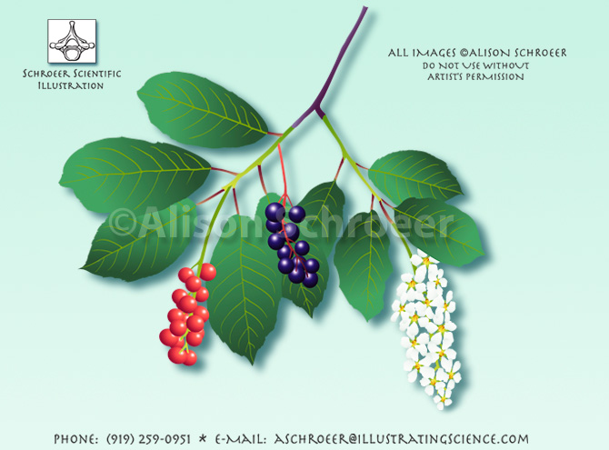 Chokecherry Prunus virginiana illustration