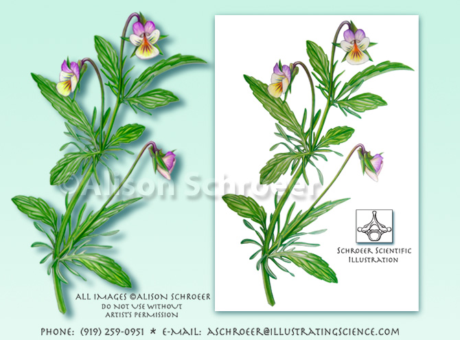 Field violet Viola arvensis illustration