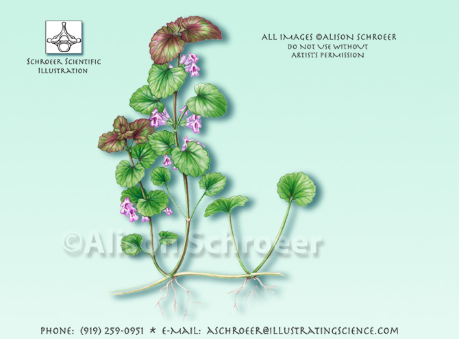 Ground ivy Glechoma hederacea illustration