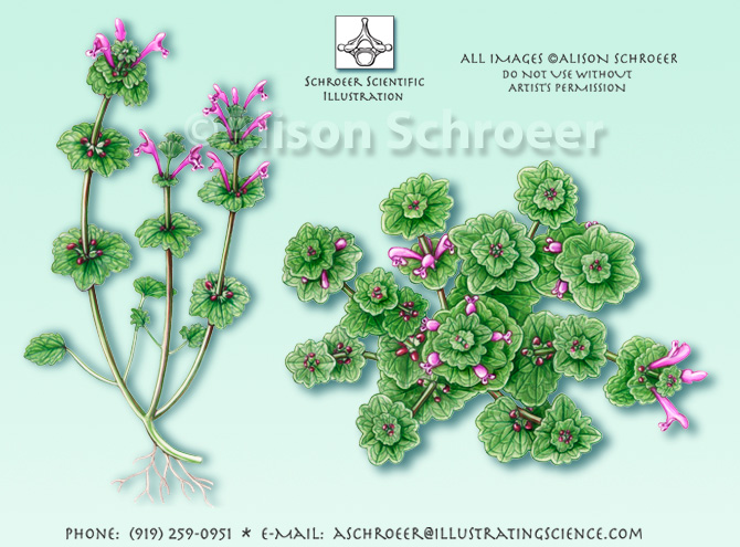 Henbit Lamium amplexicaule illustration