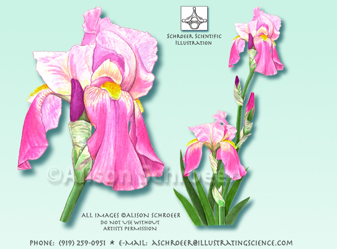 Iris flower Iridaceae illustration