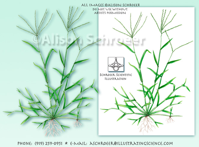 Large hairy crabgrass Digitaria illustration