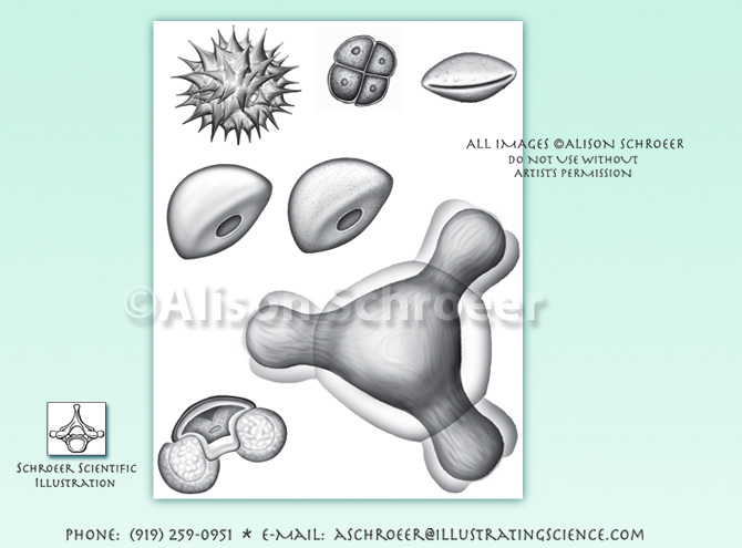 Pollen grain illustration