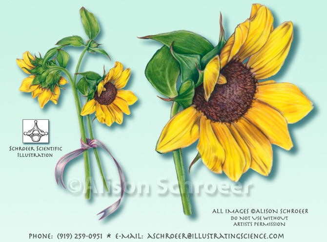 Sunflower Helianthus annus