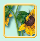 Sunflower Helianthus annus illustration