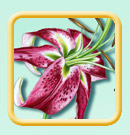 Stargazer lily illustration
