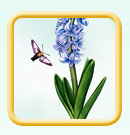 Hyacinth hummingbird moth illustration