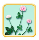 Alsike clover Trifolium hybridum illustration