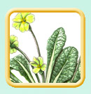 Primrose Primula vulgaris illustration