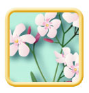 Oleander Nerium oleander illustration
