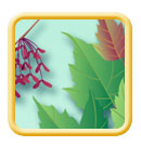 Red maple Acer rubrum illustration
