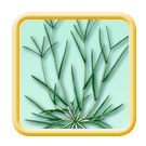 Goosegrass Eleusine indica illustration