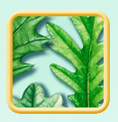 Oak leaves illustration