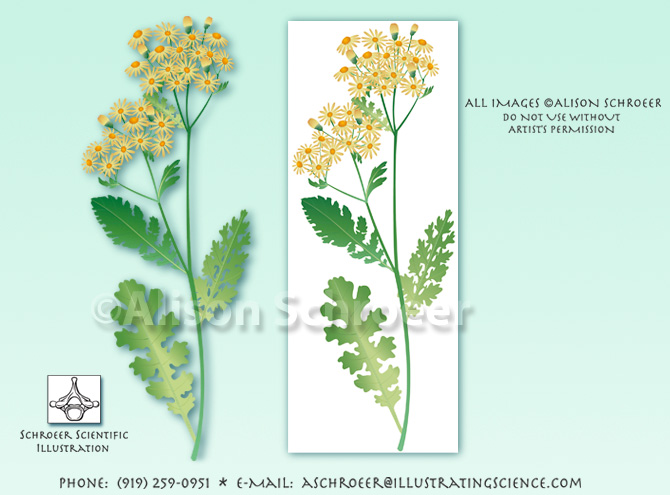 Tansy ragwort Senecio jacobaea illustration